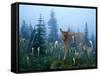 Fawn Memories-Gordon Semmens-Framed Stretched Canvas