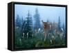 Fawn Memories-Gordon Semmens-Framed Stretched Canvas