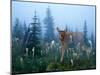 Fawn Memories-Gordon Semmens-Mounted Giclee Print