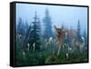 Fawn Memories-Gordon Semmens-Framed Stretched Canvas