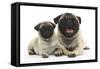 Fawn Pug and 8 Week Puppy-Mark Taylor-Framed Stretched Canvas