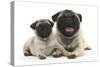 Fawn Pug and 8 Week Puppy-Mark Taylor-Stretched Canvas