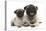 Fawn Pug and 8 Week Puppy-Mark Taylor-Stretched Canvas