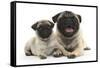 Fawn Pug and 8 Week Puppy-Mark Taylor-Framed Stretched Canvas