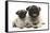 Fawn Pug and 8 Week Puppy-Mark Taylor-Framed Stretched Canvas