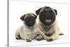 Fawn Pug and 8 Week Puppy-Mark Taylor-Stretched Canvas