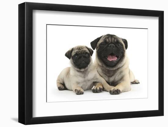 Fawn Pug and 8 Week Puppy-Mark Taylor-Framed Photographic Print