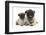 Fawn Pug and 8 Week Puppy-Mark Taylor-Framed Photographic Print