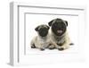 Fawn Pug and 8 Week Puppy-Mark Taylor-Framed Photographic Print