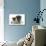 Fawn Pug and 8 Week Puppy-Mark Taylor-Photographic Print displayed on a wall