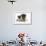 Fawn Pug and 8 Week Puppy-Mark Taylor-Framed Photographic Print displayed on a wall