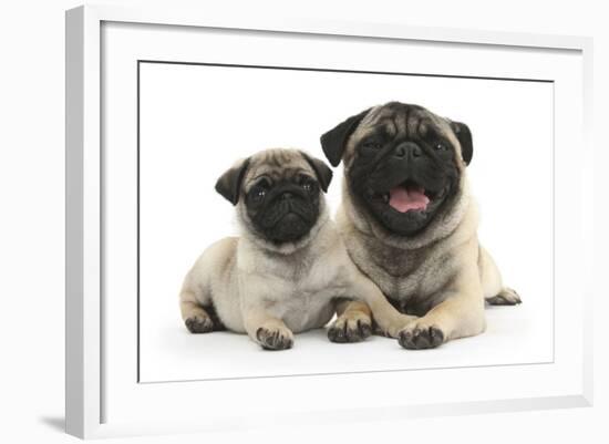 Fawn Pug and 8 Week Puppy-Mark Taylor-Framed Photographic Print