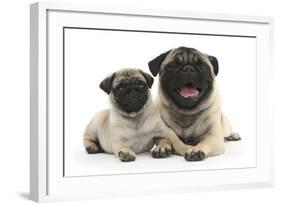 Fawn Pug and 8 Week Puppy-Mark Taylor-Framed Photographic Print