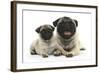 Fawn Pug and 8 Week Puppy-Mark Taylor-Framed Photographic Print