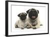 Fawn Pug and 8 Week Puppy-Mark Taylor-Framed Photographic Print