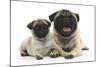 Fawn Pug and 8 Week Puppy-Mark Taylor-Mounted Photographic Print