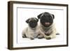 Fawn Pug and 8 Week Puppy-Mark Taylor-Framed Photographic Print