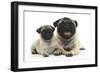 Fawn Pug and 8 Week Puppy-Mark Taylor-Framed Photographic Print