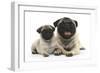 Fawn Pug and 8 Week Puppy-Mark Taylor-Framed Photographic Print