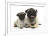 Fawn Pug and 8 Week Puppy-Mark Taylor-Framed Photographic Print