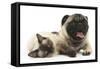 Fawn Pug and Birman-Cross Cat-Mark Taylor-Framed Stretched Canvas