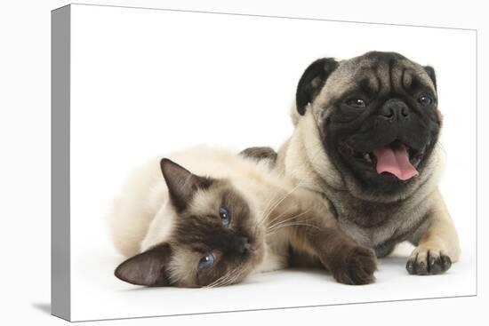 Fawn Pug and Birman-Cross Cat-Mark Taylor-Stretched Canvas