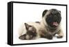 Fawn Pug and Birman-Cross Cat-Mark Taylor-Framed Stretched Canvas