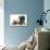 Fawn Pug and Birman-Cross Cat-Mark Taylor-Stretched Canvas displayed on a wall