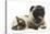 Fawn Pug and Birman-Cross Cat-Mark Taylor-Stretched Canvas