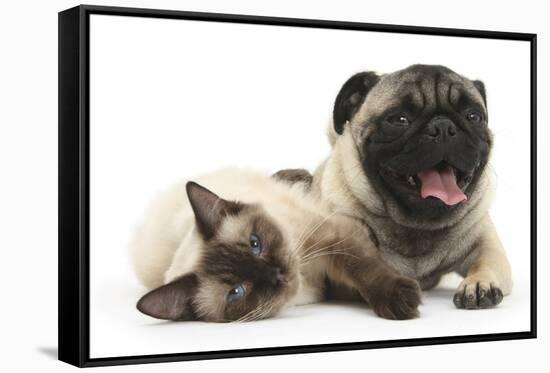 Fawn Pug and Birman-Cross Cat-Mark Taylor-Framed Stretched Canvas