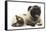 Fawn Pug and Birman-Cross Cat-Mark Taylor-Framed Stretched Canvas