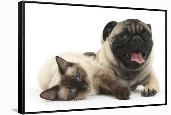 Fawn Pug and Birman-Cross Cat-Mark Taylor-Framed Stretched Canvas