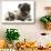 Fawn Pug and Birman-Cross Cat-Mark Taylor-Stretched Canvas displayed on a wall