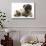 Fawn Pug and Birman-Cross Cat-Mark Taylor-Stretched Canvas displayed on a wall