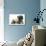 Fawn Pug and Birman-Cross Cat-Mark Taylor-Photographic Print displayed on a wall