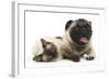 Fawn Pug and Birman-Cross Cat-Mark Taylor-Framed Photographic Print