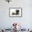 Fawn Pug and Birman-Cross Cat-Mark Taylor-Framed Photographic Print displayed on a wall