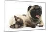 Fawn Pug and Birman-Cross Cat-Mark Taylor-Mounted Photographic Print