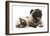 Fawn Pug and Birman-Cross Cat-Mark Taylor-Framed Photographic Print