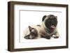 Fawn Pug and Birman-Cross Cat-Mark Taylor-Framed Photographic Print