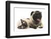 Fawn Pug and Birman-Cross Cat-Mark Taylor-Framed Photographic Print