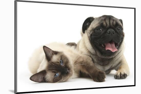 Fawn Pug and Birman-Cross Cat-Mark Taylor-Mounted Photographic Print