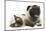 Fawn Pug and Birman-Cross Cat-Mark Taylor-Mounted Photographic Print