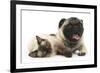 Fawn Pug and Birman-Cross Cat-Mark Taylor-Framed Photographic Print