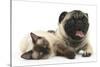 Fawn Pug and Birman-Cross Cat-Mark Taylor-Stretched Canvas
