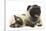 Fawn Pug and Birman-Cross Cat-Mark Taylor-Stretched Canvas