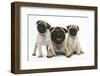 Fawn Pug and Puppies, 8 Weeks-Mark Taylor-Framed Photographic Print