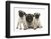 Fawn Pug and Puppies, 8 Weeks-Mark Taylor-Framed Photographic Print