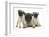 Fawn Pug and Puppies, 8 Weeks-Mark Taylor-Framed Photographic Print
