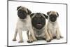 Fawn Pug and Puppies, 8 Weeks-Mark Taylor-Mounted Photographic Print